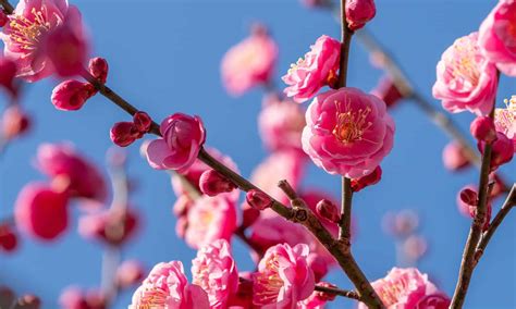 廣東爲何有梅花之芬芳獨秀